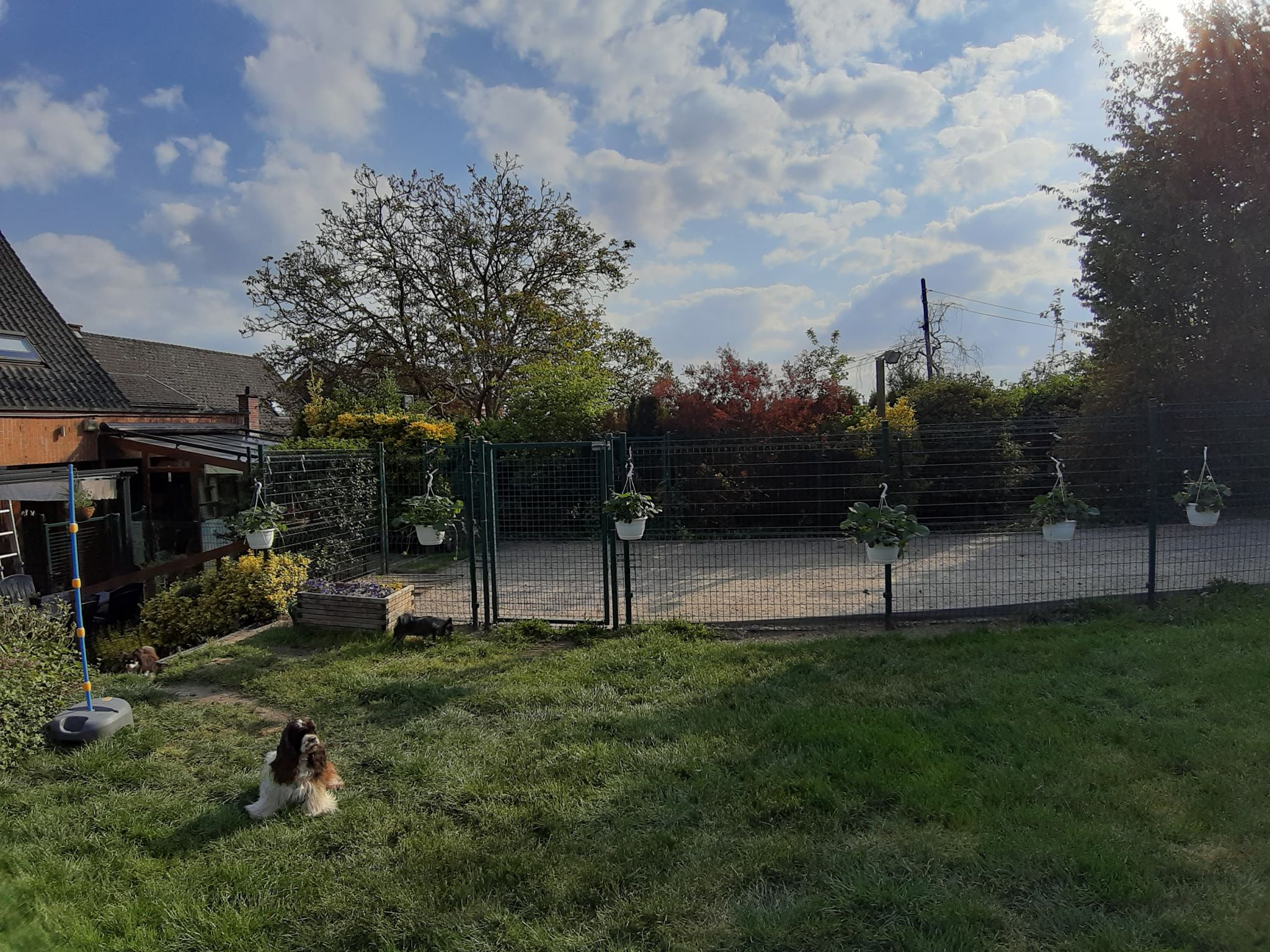 Pension pour chiens et chats Au Regard d'Ange
