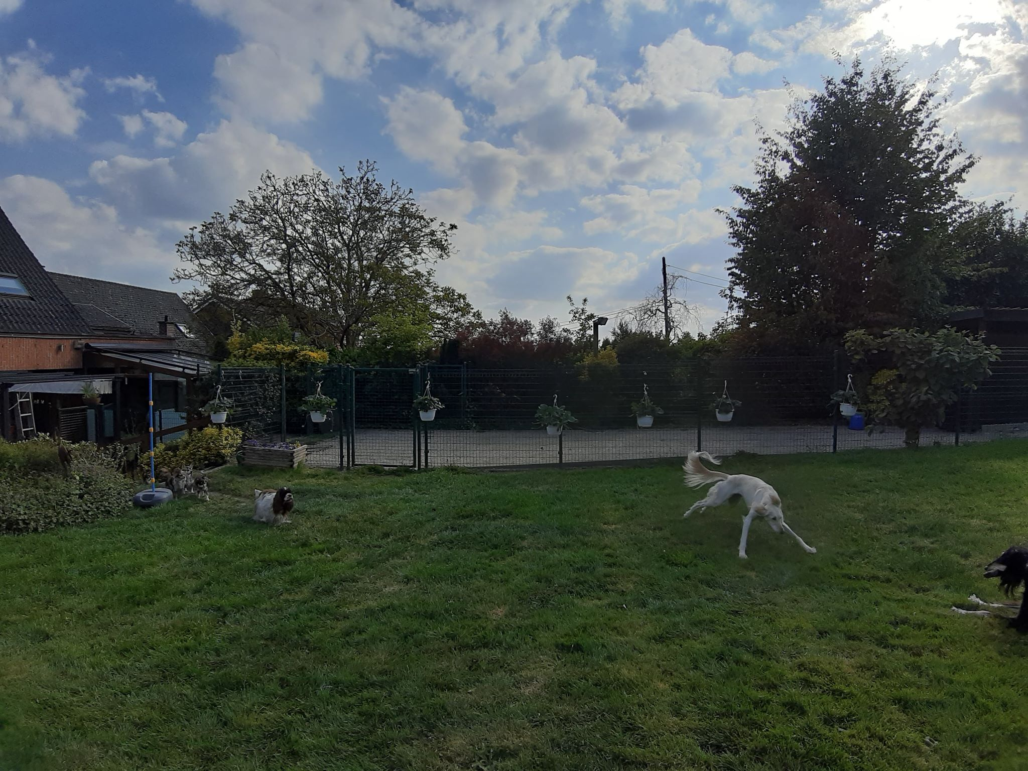 Pension pour chiens et chats Au Regard d'Ange