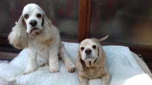 Billy et Dakota - Cocker américain