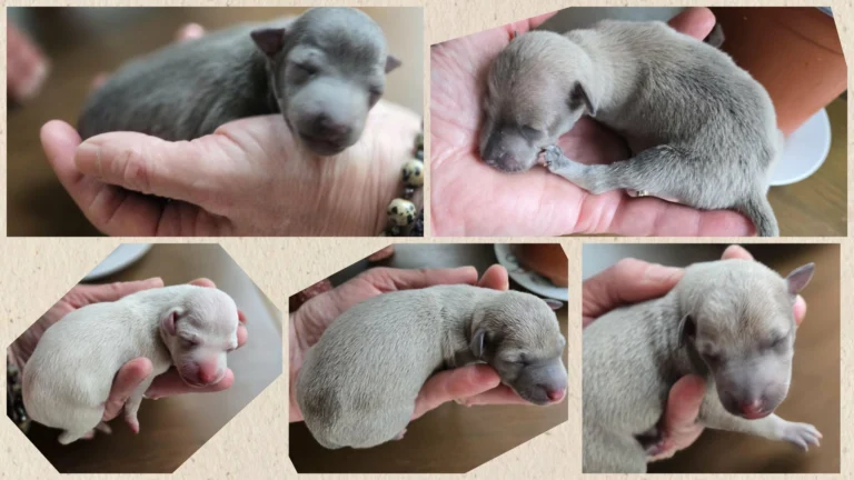 Chiots lévriers italiens Au Regard d'Ange
