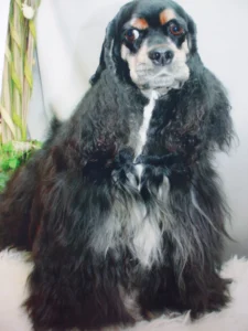 Fergye - Cocker américain