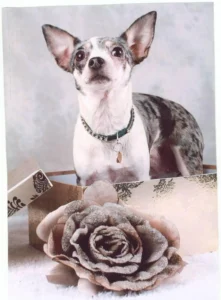 Chihuahua