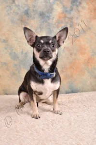Jailys chihuahua
