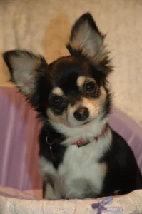 Kamber chihuahua