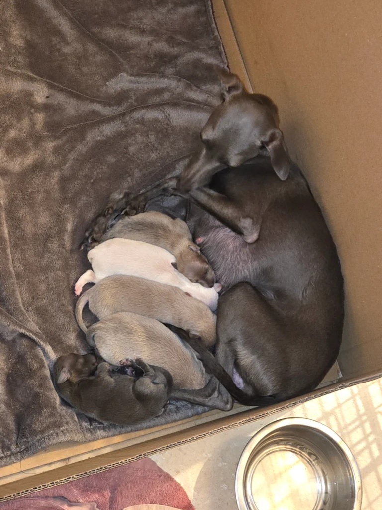 Naissance chiots lévriers italiens à l'élevage Au Regard d''Ange. Les chiots lévriers italiens ont 5j ours