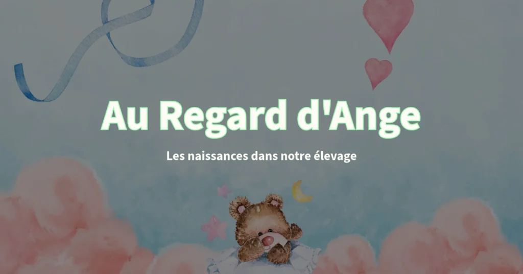 Chiots lévriers italiens nés dans notre élevage Au Regard d'Ange