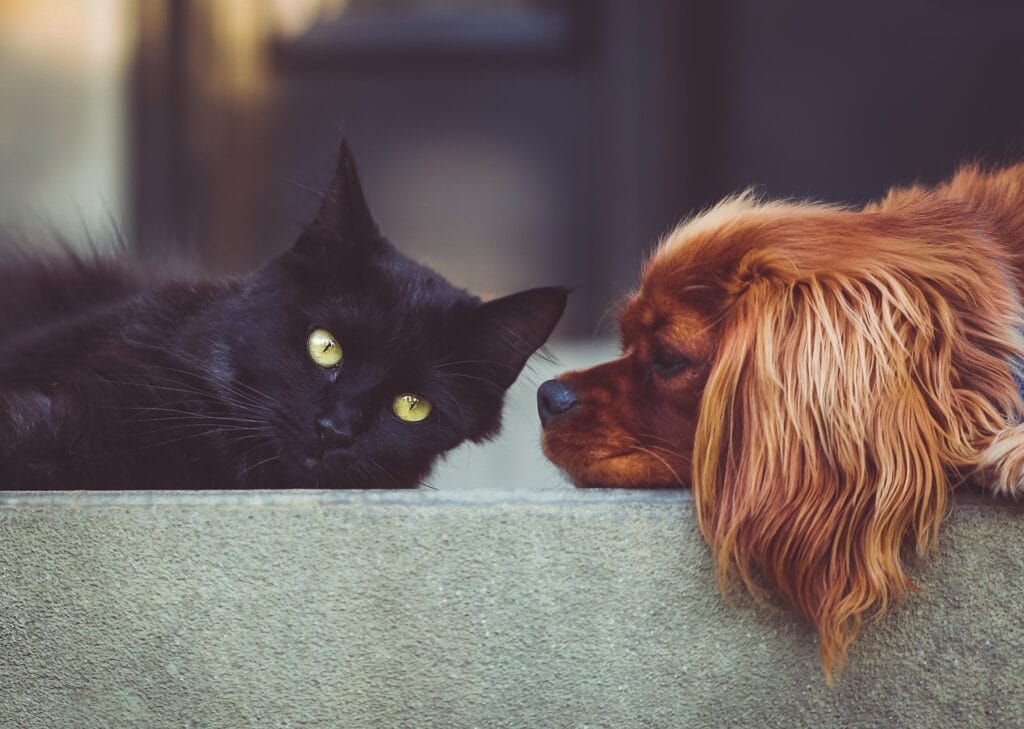 Dog & cat sitting