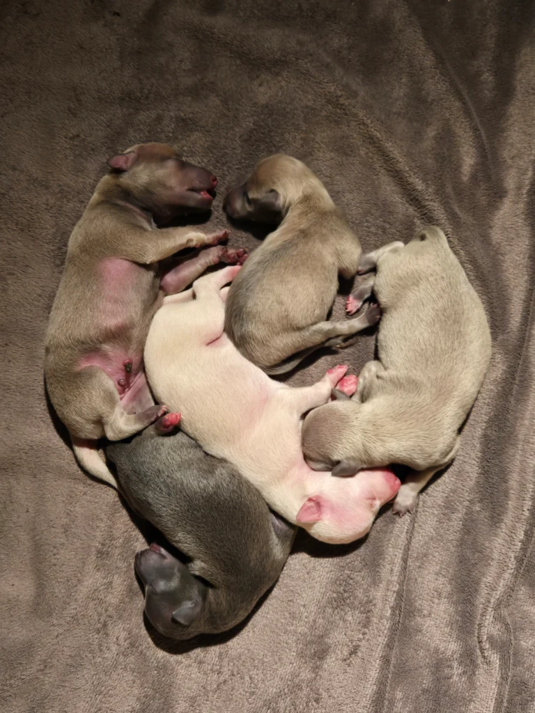 Chiots lévriers italiens
