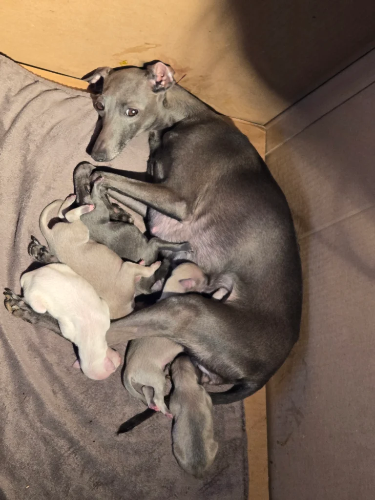 Chiots lévriers italiens avec la maman