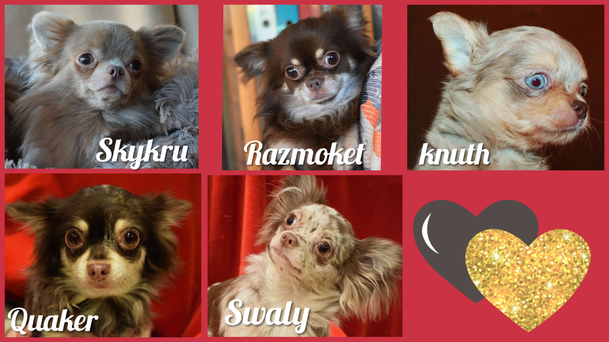 Elevage Au regard d'Ange - élevage de chihuahuas