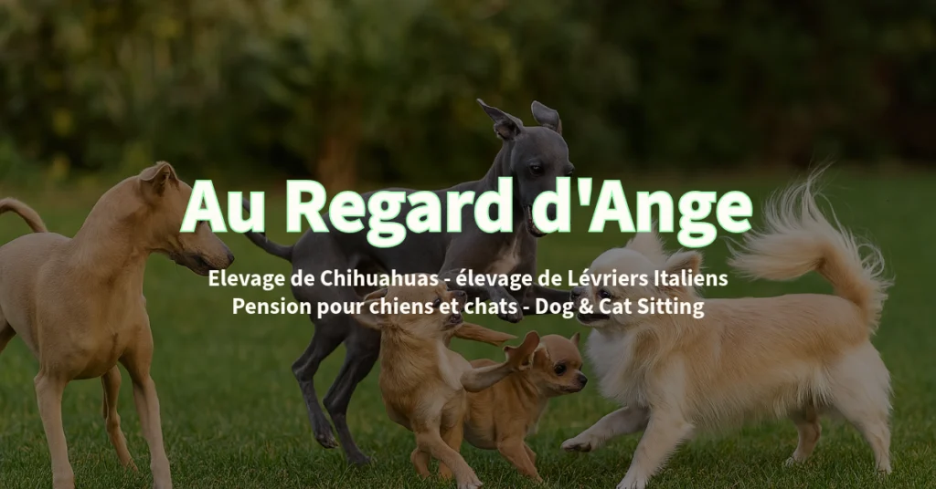 Elevage de Chihuahuas - élevage de Lévriers Italiens Pension pour chiens et chats - Dog & Cat Sitting