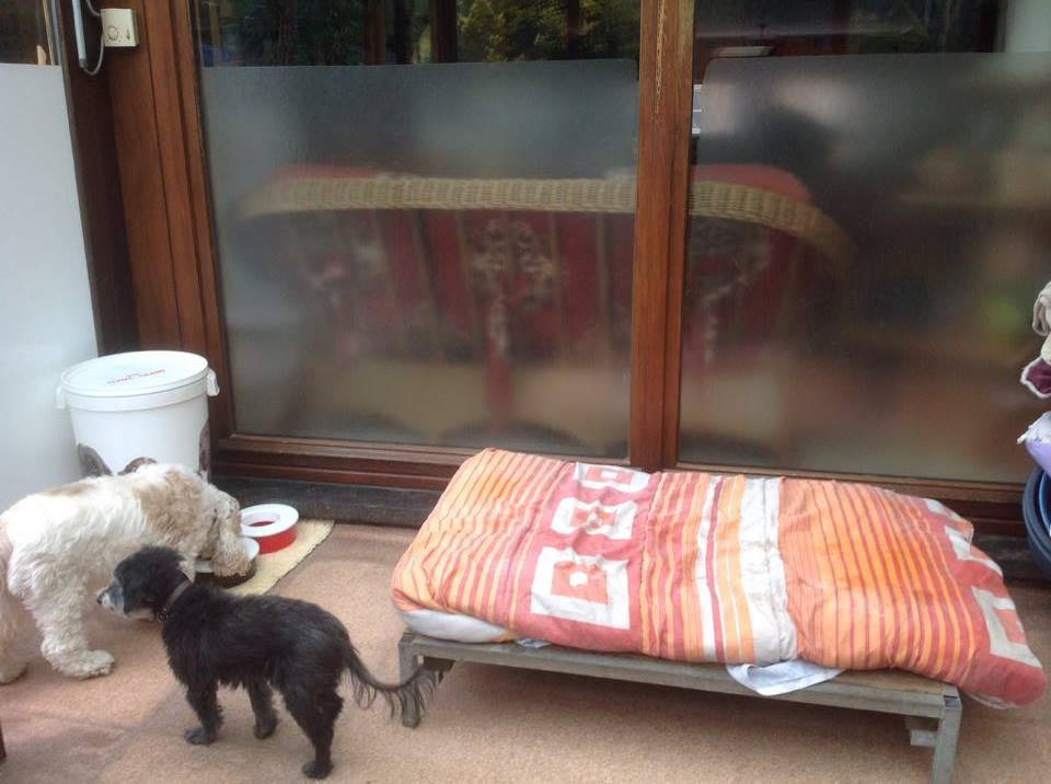 Pension pour chiens et chats Au Regard d'Ange