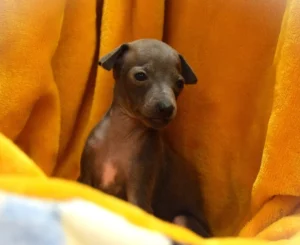 Chiot lévrier italien de l'élevage Au Regard d'Ange - Réservé