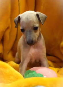 Chiot lévrier italien de l'élevage Au Regard d'Ange - Réservé