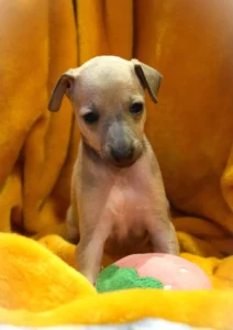 Chiot lévrier italien de l'élevage Au Regard d'Ange - Réservé