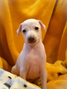 Chiot lévrier italien de l'élevage Au Regard d'Ange - Réservé