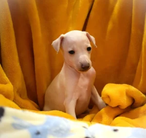 Chiot lévrier italien de l'élevage Au Regard d'Ange - Réservé