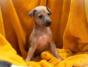 Chiot lévrier italien de l'élevage Au Regard d'Ange - Réservé