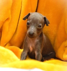 Chiot lévrier italien de l'élevage Au Regard d'Ange - Réservé