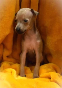 Chiot lévrier italien de l'élevage Au Regard d'Ange - Réservé