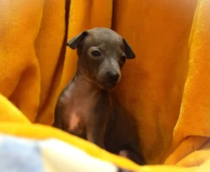 Chiot lévrier italien de l'élevage Au Regard d'Ange - Réservé