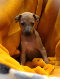 Chiot lévrier italien de l'élevage Au Regard d'Ange - Réservé